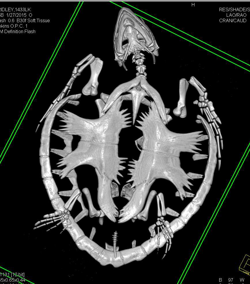 3D of a Turtle Looking for a Site of Infection - CTisus CT Scan