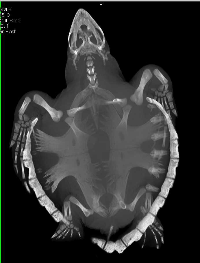 3D of a Turtle Looking for a Site of Infection - CTisus CT Scan