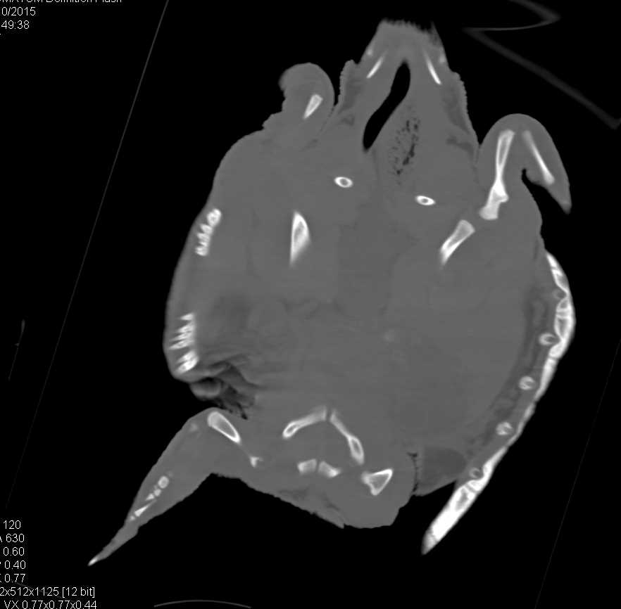 Atlantic Ridley Turtle with Infection in the Shell - CTisus CT Scan