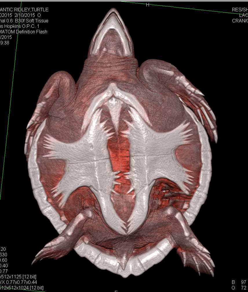 Atlantic Ridley Turtle with Infection in the Shell - CTisus CT Scan