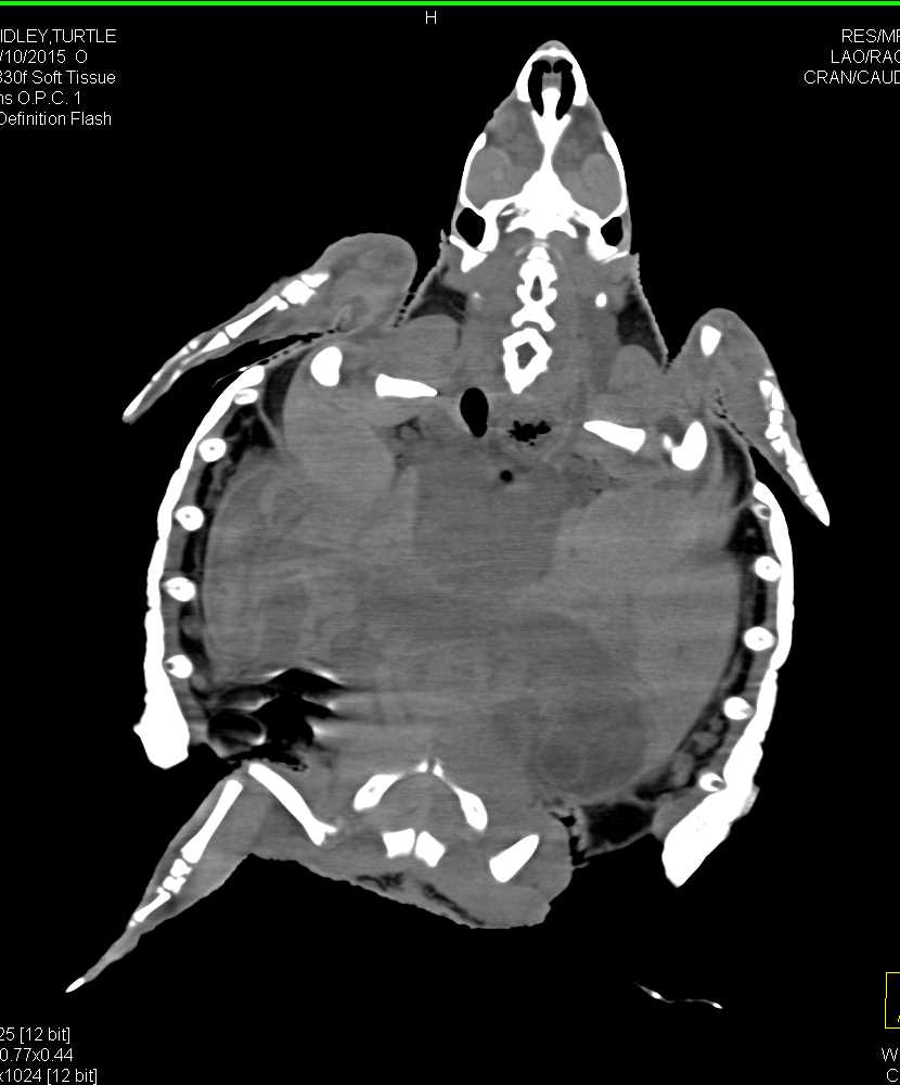 Osteomyelitis Right Humerus in a Turtle - CTisus CT Scan