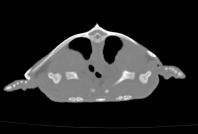 Chronic Osteomyelitis Right Humerus in a Turtle - CTisus CT Scan