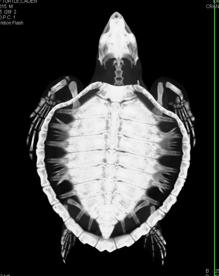 Chronic Osteomyelitis Right Humerus in a Turtle - CTisus CT Scan