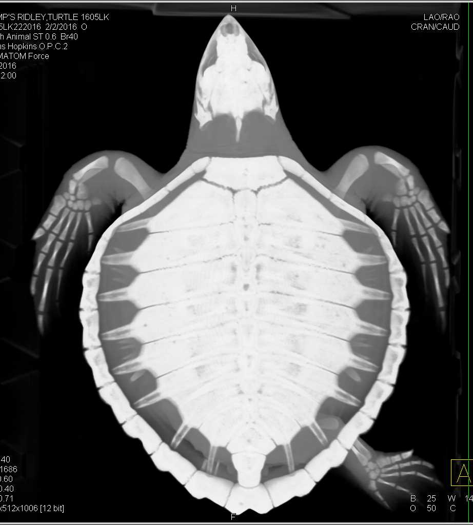 Turtle With Foreign Matter in Colon Which Was Shellfish - CTisus CT Scan