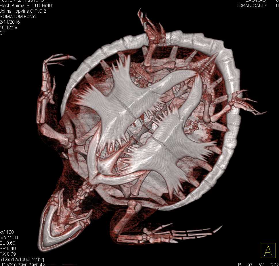 CT of a Turtle - CTisus CT Scan