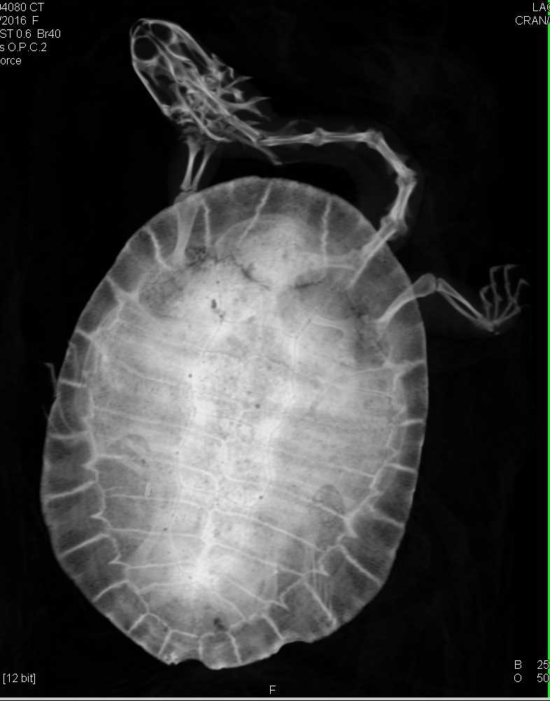 Turtle with Infected Shell - CTisus CT Scan