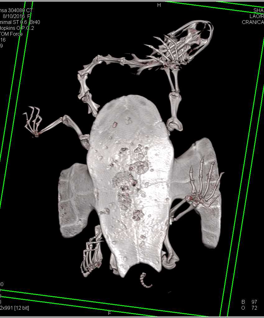 Turtle with Infected Shell - CTisus CT Scan