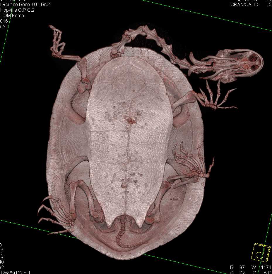 Turtle with Unusual Lung Pattern - CTisus CT Scan