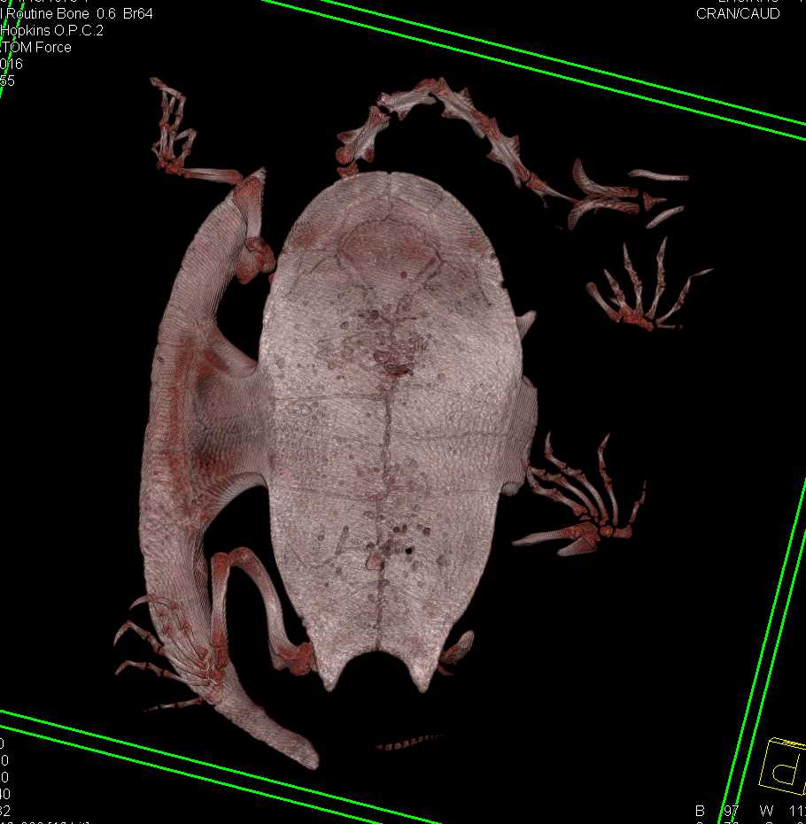 Turtle with Unusual Lung Pattern - CTisus CT Scan