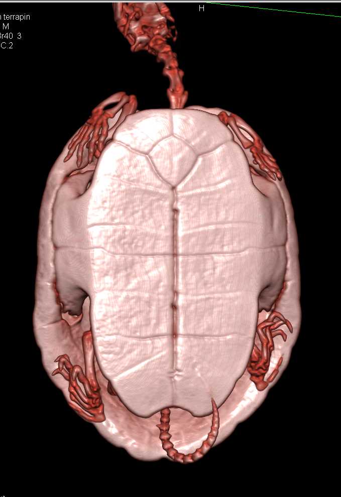 Turtle with Shell Infection - CTisus CT Scan