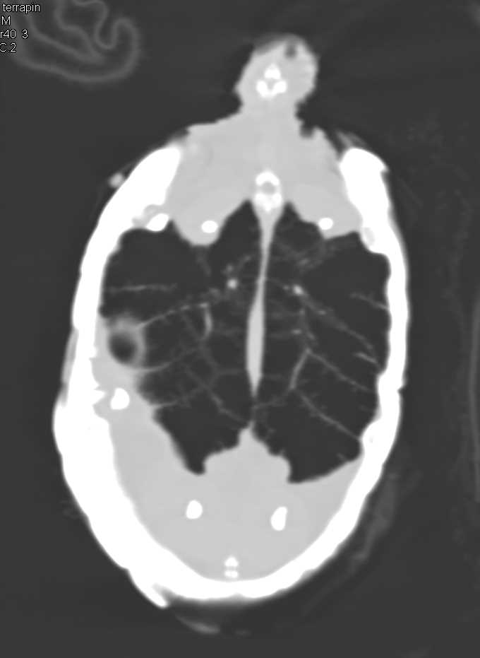 Turtle with Shell Infection - CTisus CT Scan