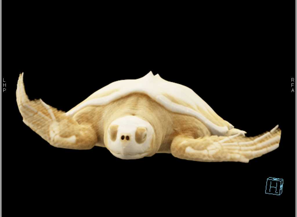 Turtle With Normal Shell - CTisus CT Scan