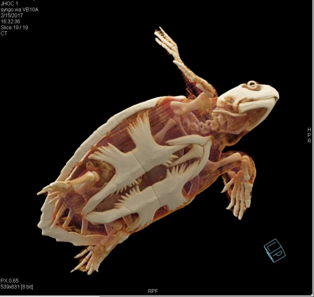 Turtle With Normal Shell - CTisus CT Scan