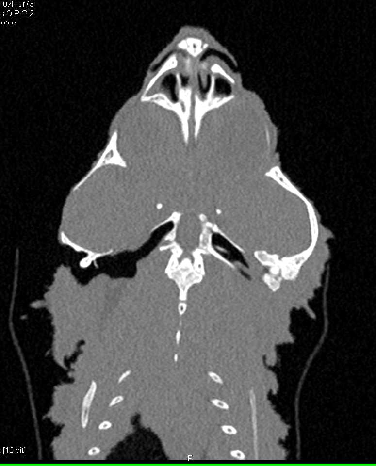 Bearded Dragon - CTisus CT Scan