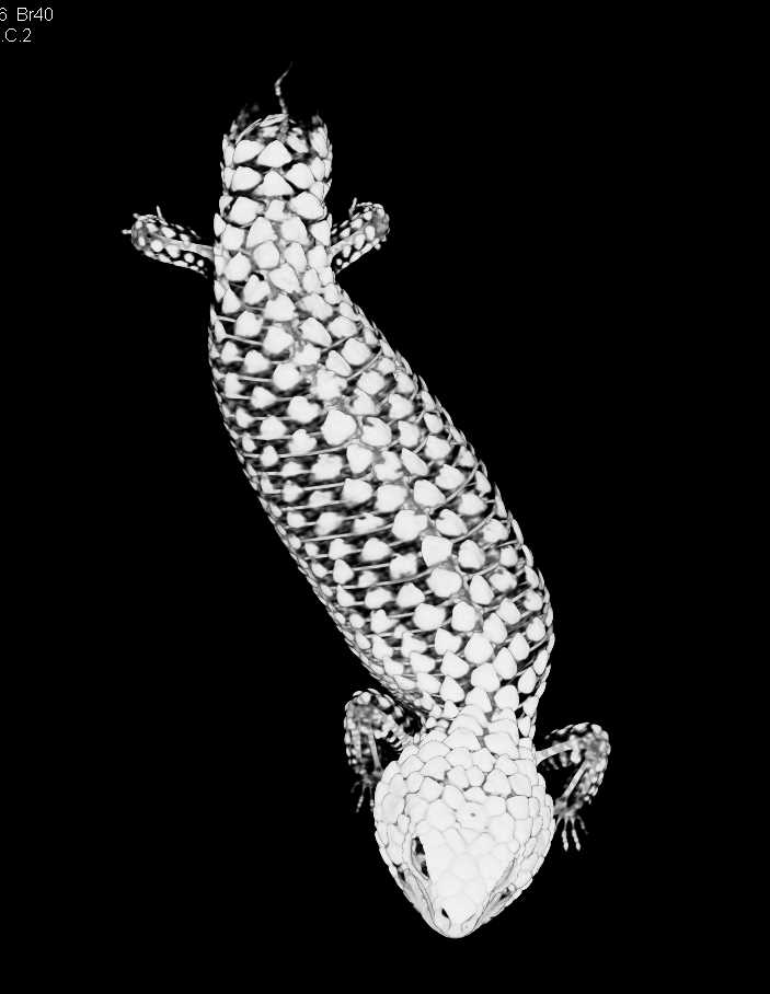 Shingleback Skink - CTisus CT Scan