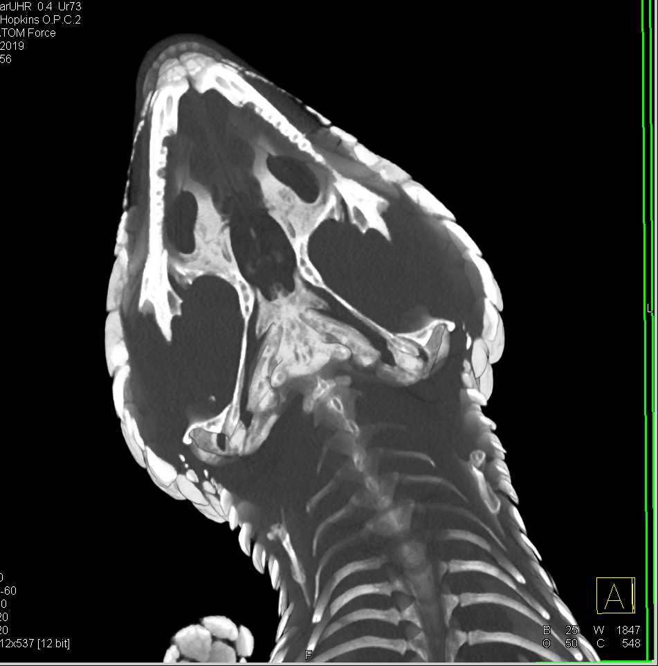 Shingleback Skink - CTisus CT Scan