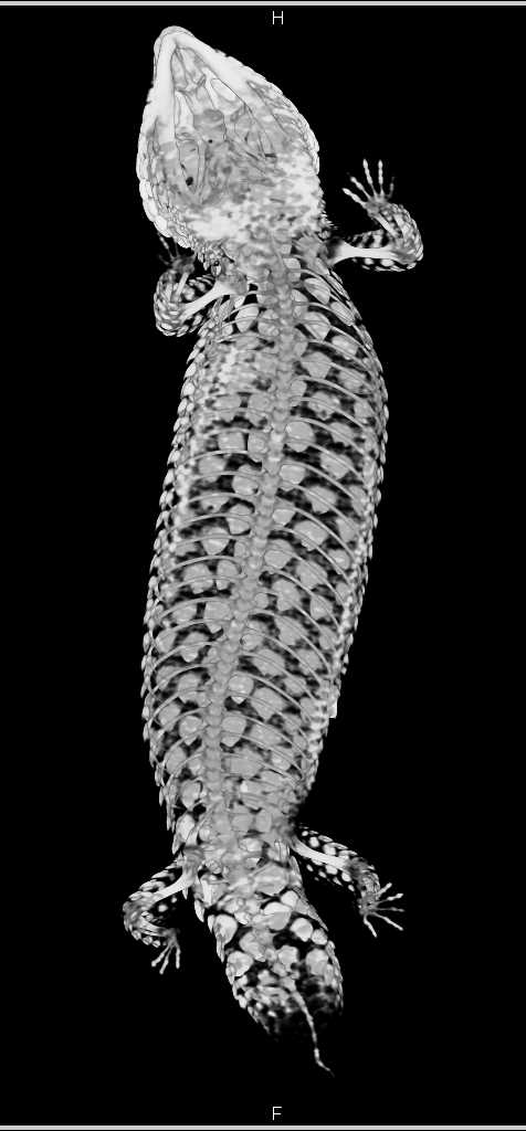 Shingleback Skink - CTisus CT Scan