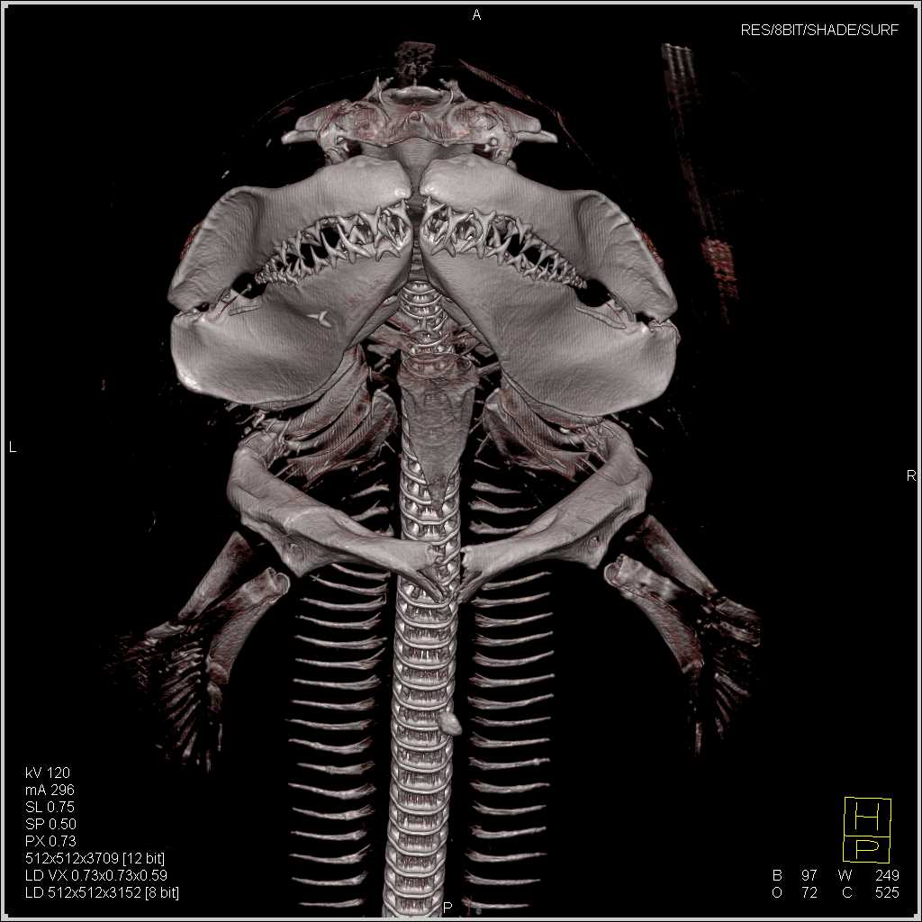 Sand Tiger Shark - CTisus CT Scan