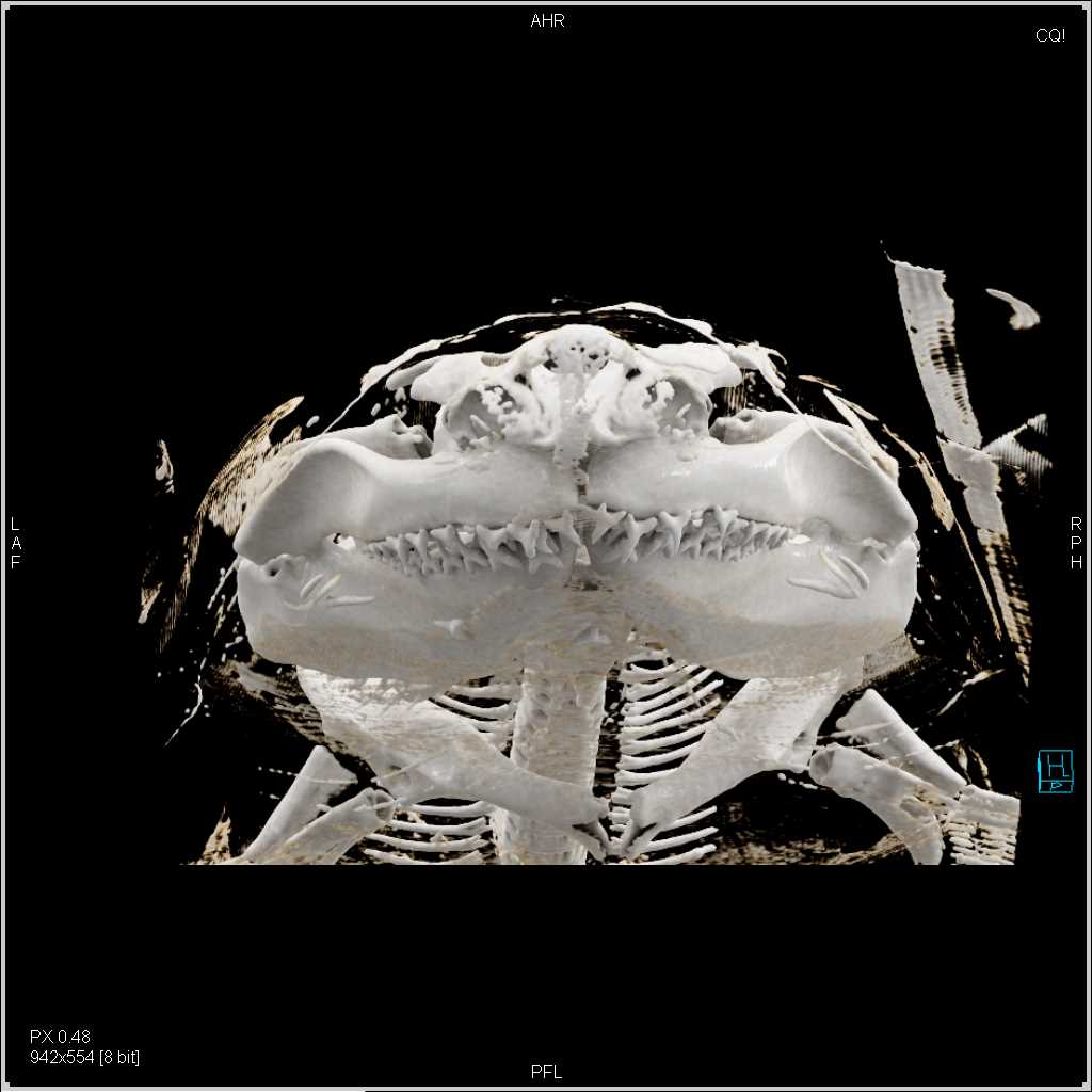 Sand Tiger Shark with Cinematic Rendering - CTisus CT Scan