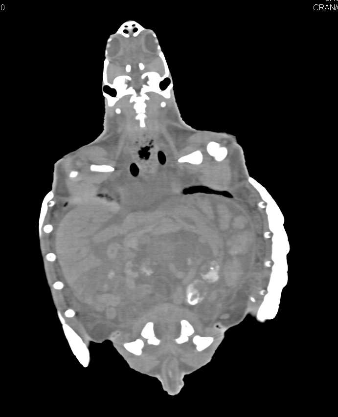 Normal turtle - CTisus CT Scan