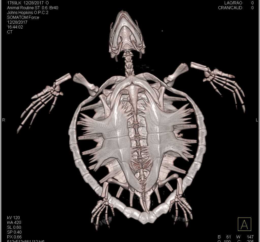 Normal turtle - CTisus CT Scan
